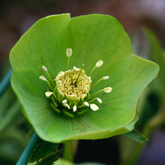 Helleborus x hybridus