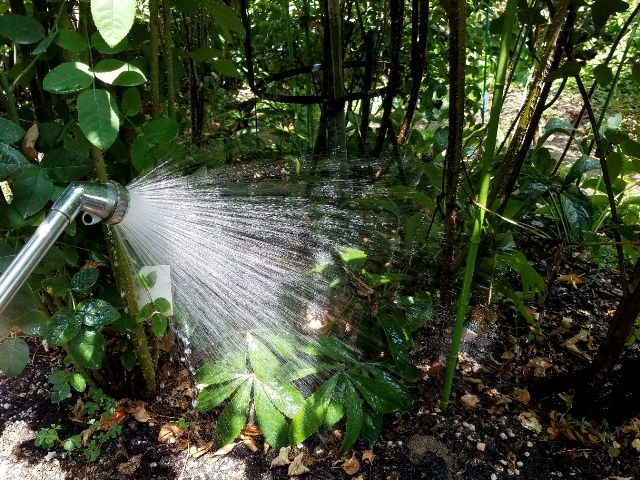 庭の水やり