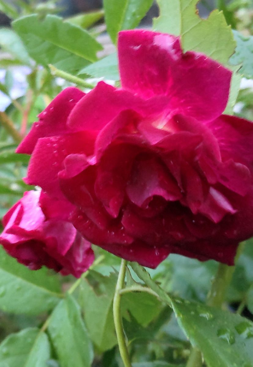 雨上がりの薔薇🌹