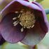 Helleborus atrorubens