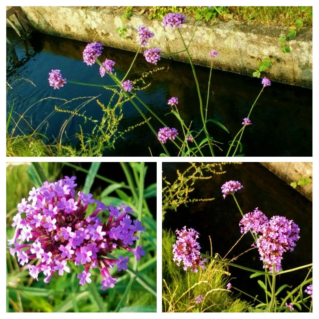 昨日のウォーキング中に見つけた花たち②