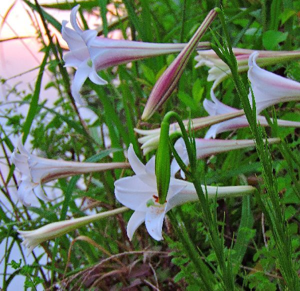 散歩道の花～高砂ゆり