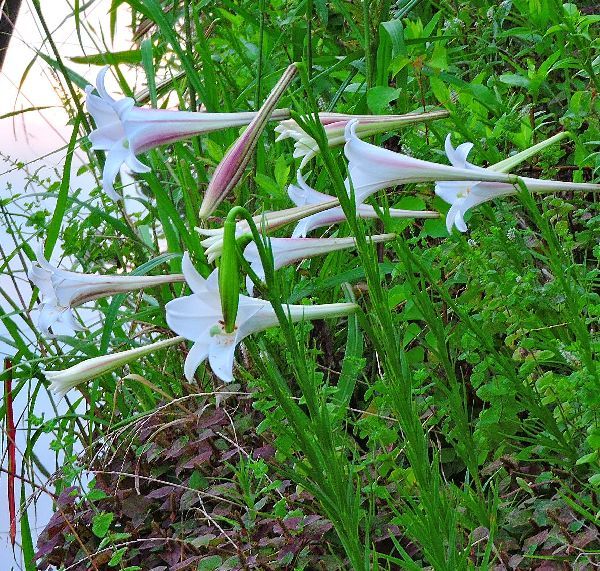 散歩道の花～高砂ゆり