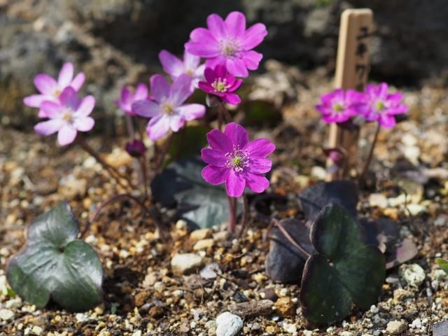 鎌倉花散歩Ⅱ