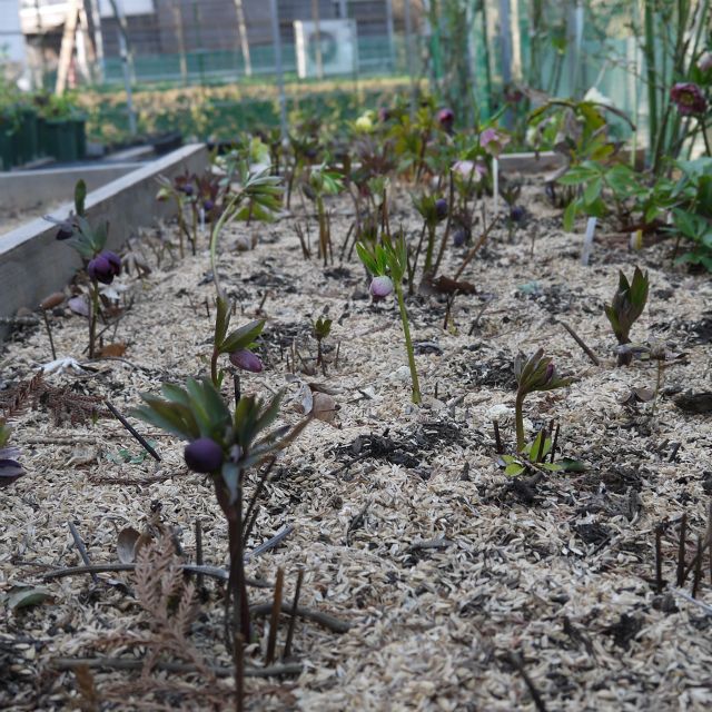 地植えっ子も咲いてきました。