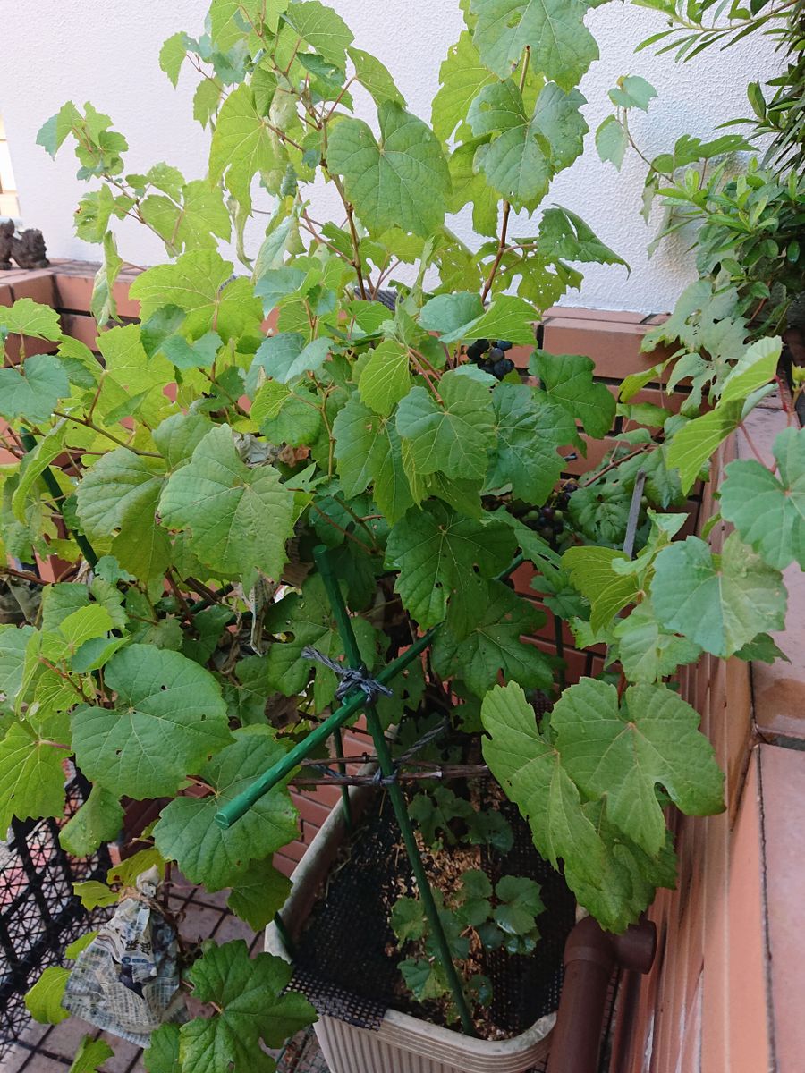 大雨のあとの庭の手入れをしました。