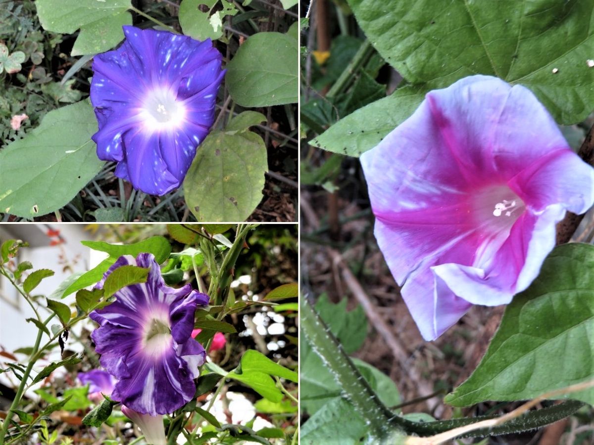 🌺今日のアサガオの花🌺その４