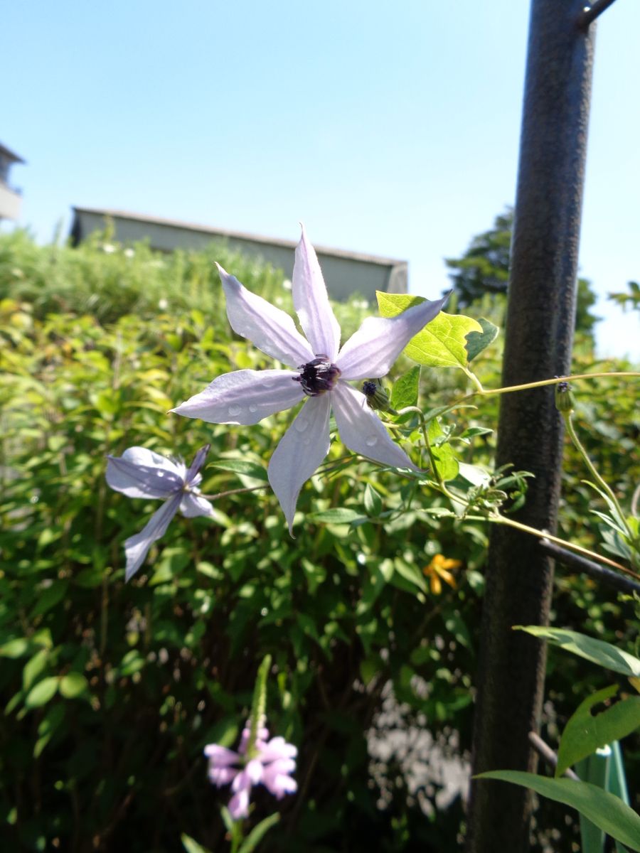 いろいろなお花たち