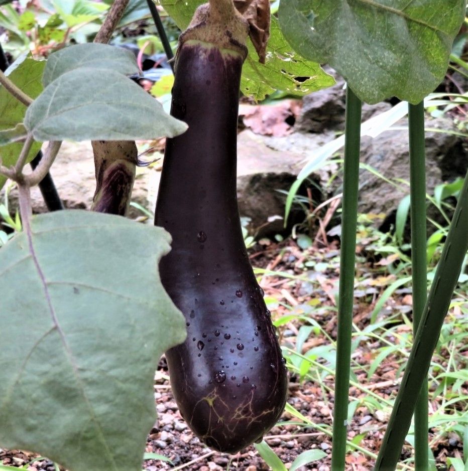 久しぶり🍆ナスの収穫