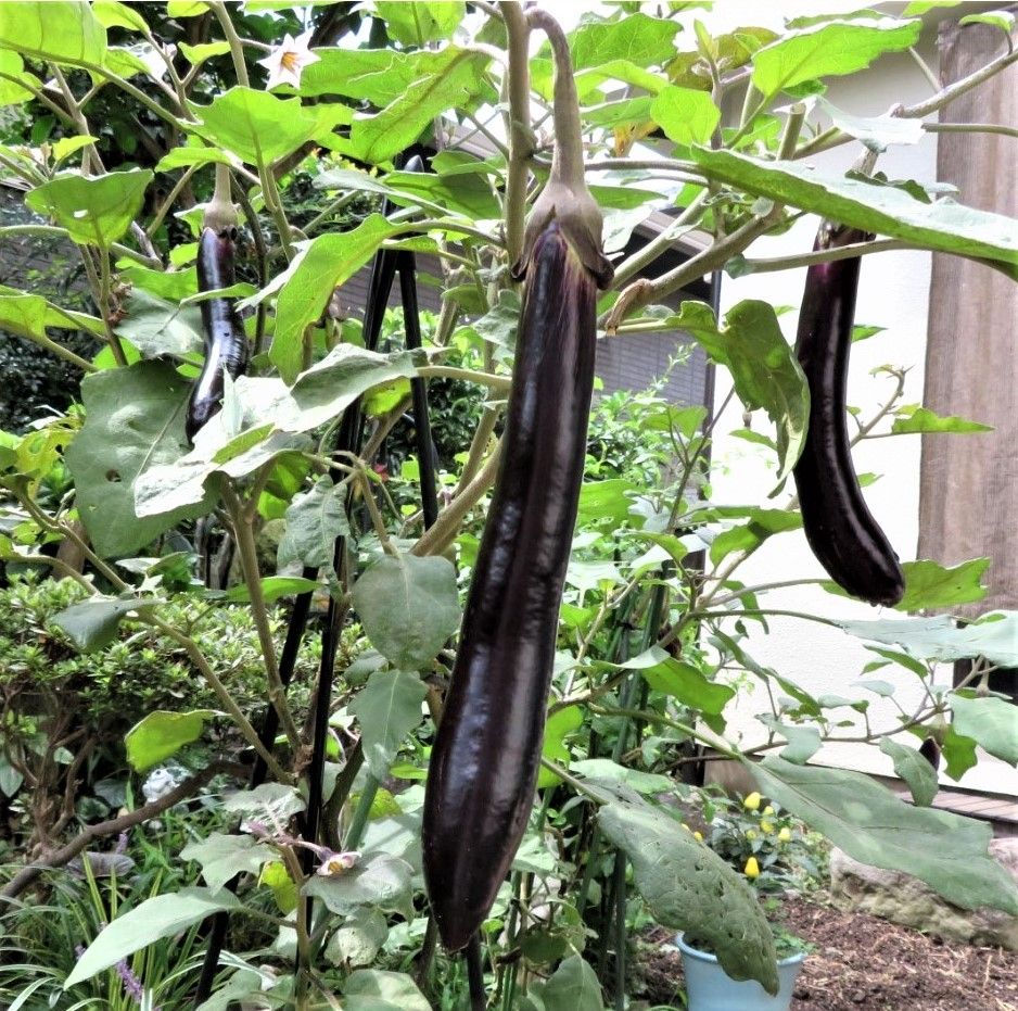 久しぶり🍆ナスの収穫