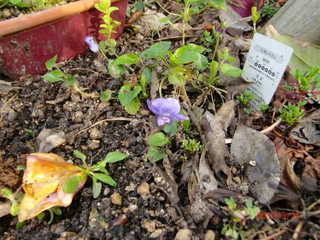 初夏の花が待っています