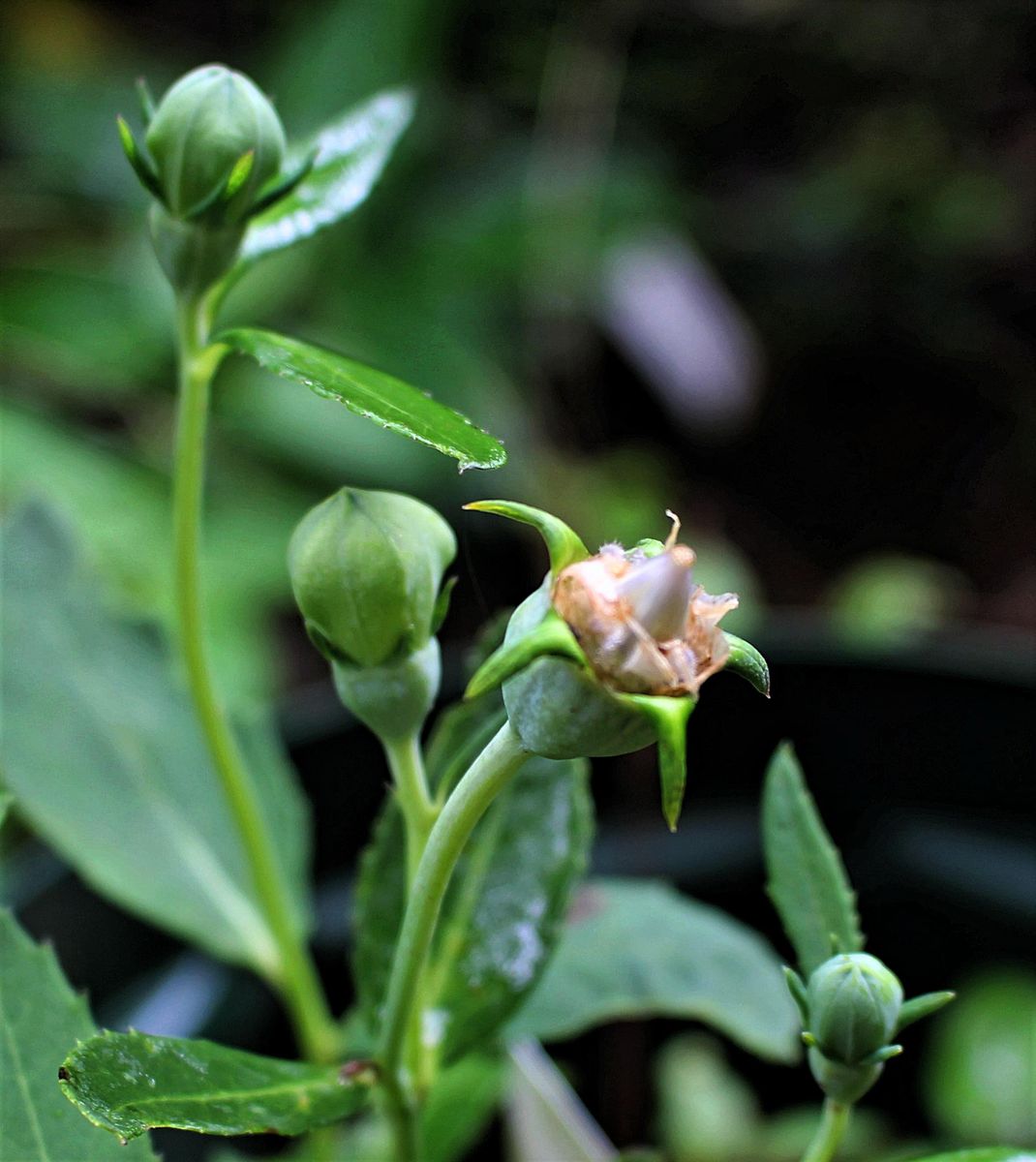 小花