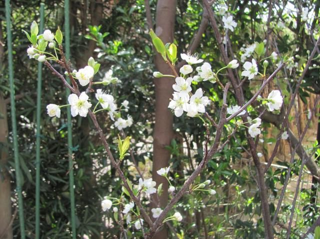 スモモの花が咲きました