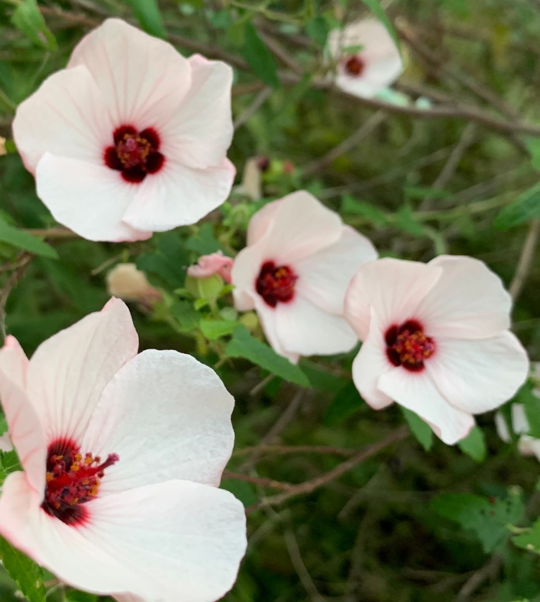 今日の花