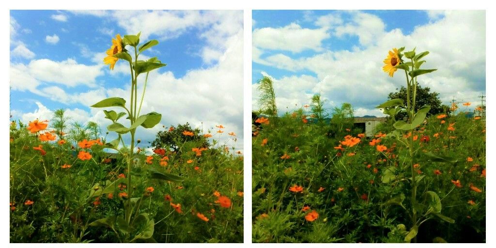 （オンタイム日記）散歩中に見つけた植物達④