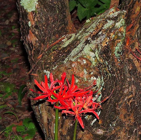 散歩道の花～彼岸花