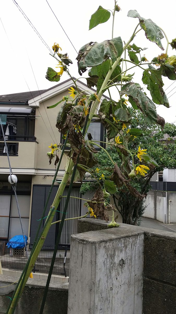 最後のヒマワリ～台風に備えて🌻😣