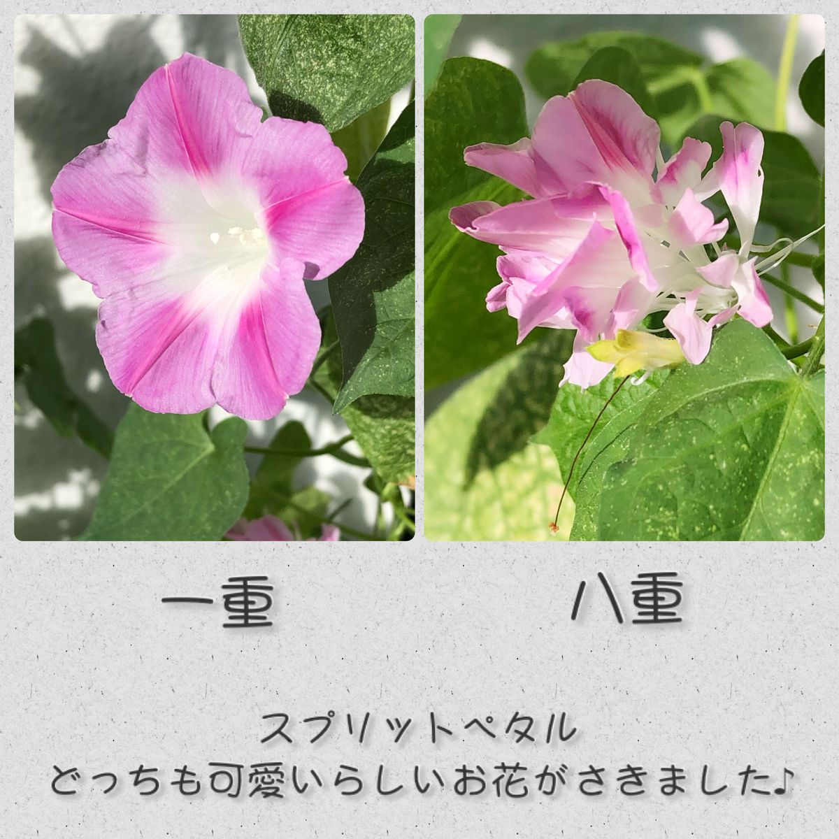 予想と違ったお花でした(⑉• •⑉)