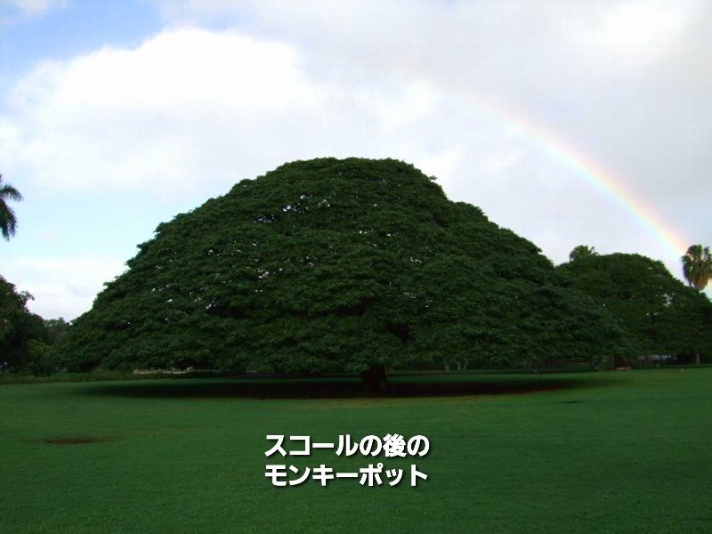 彼方の動植物 続編５