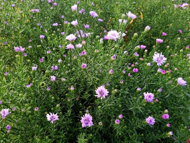 今朝の友禅菊