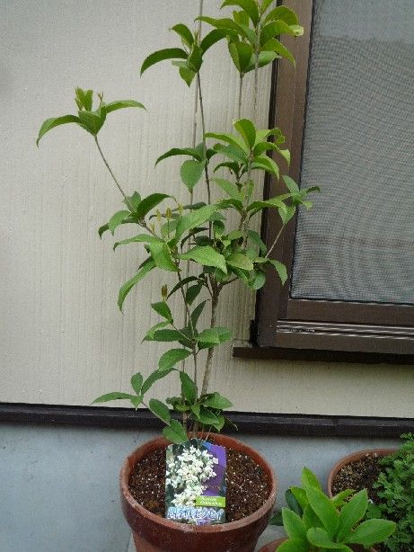 山帰来の花