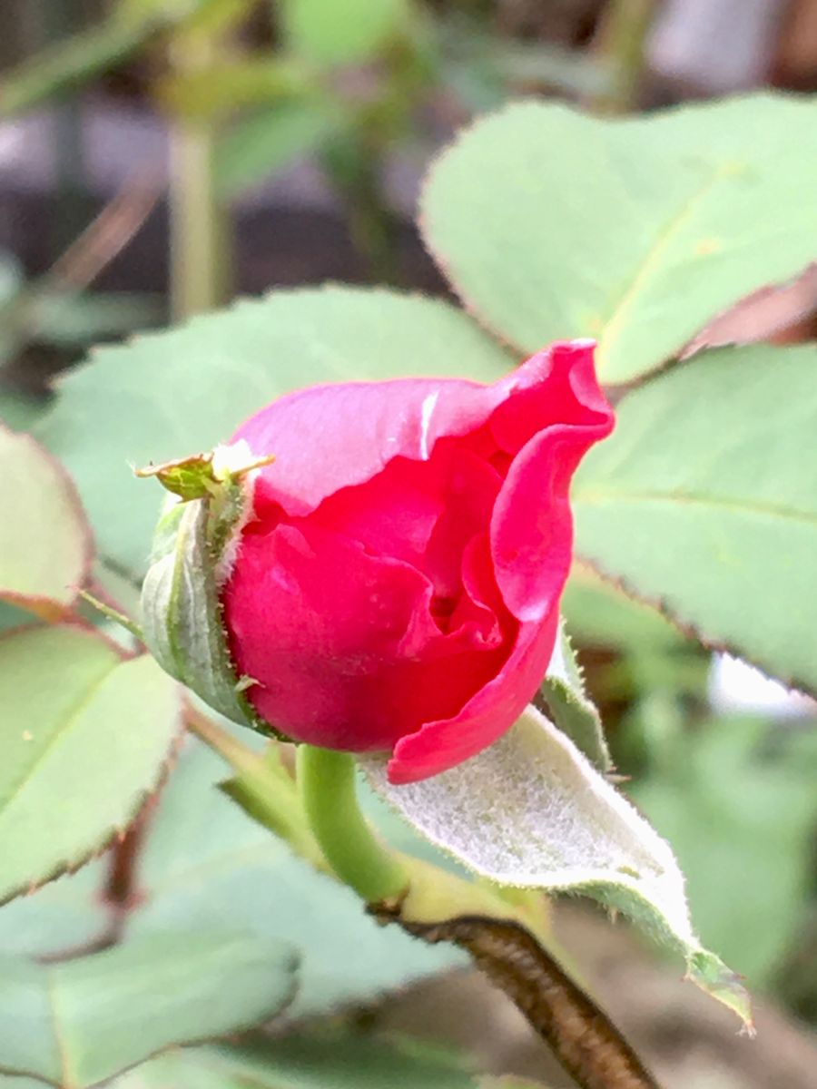 🌹P.Rose Gardenで生まれた薔薇