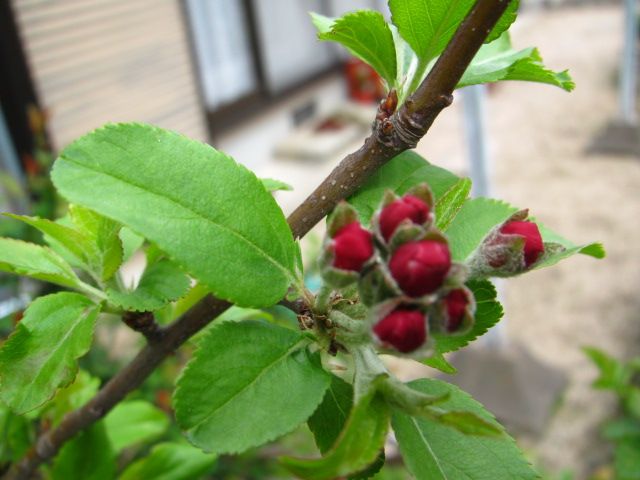 ３年目の　春は馬車に乗って⑦