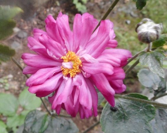 今朝の花（短毛丸・秋明菊）＆セキヤノアキチョウジ