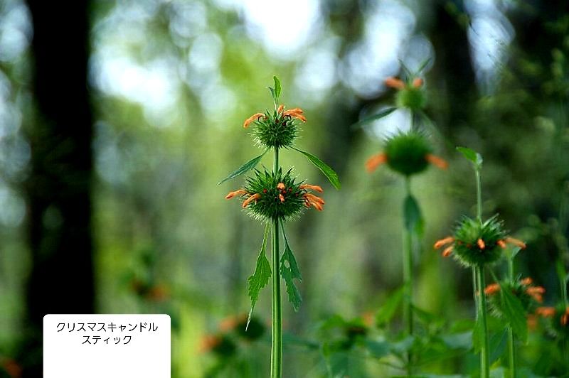 彼方の動植物 続編１３