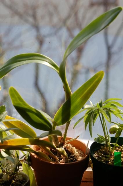 洋ラン実生苗の植え替え