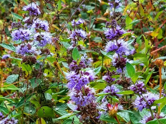 野の花①