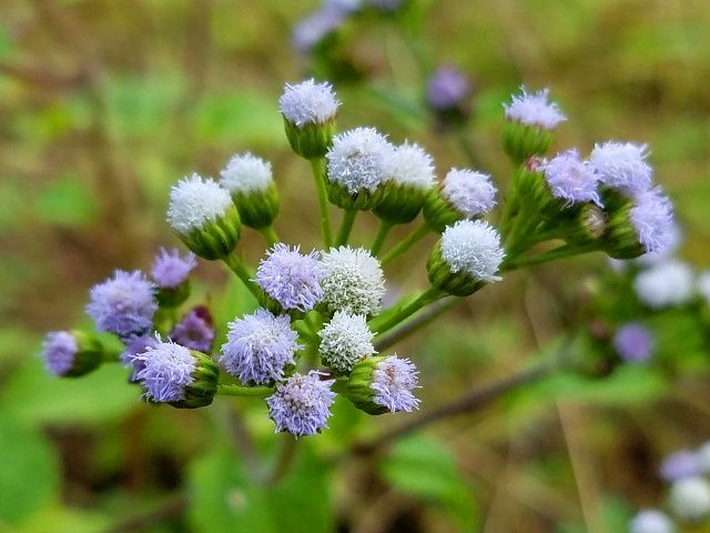 野の花①