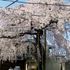 他所のお宅の桜