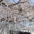 他所のお宅の桜