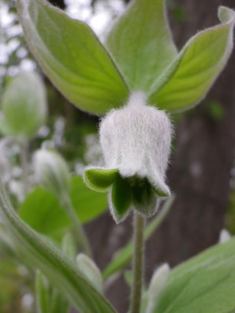 コアクチリスの芽