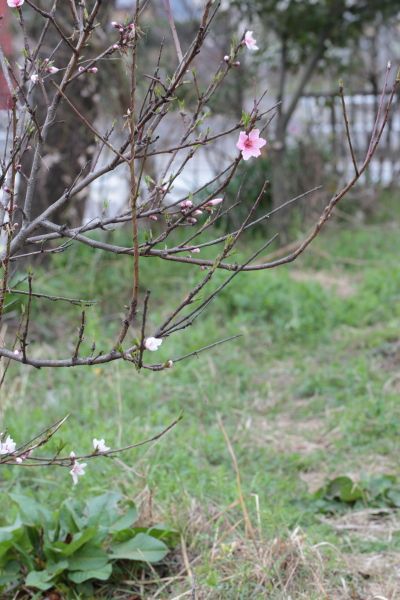 咲いている花木