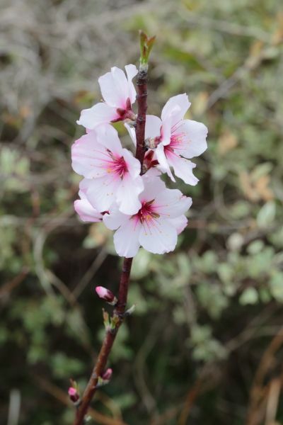 咲いている花木