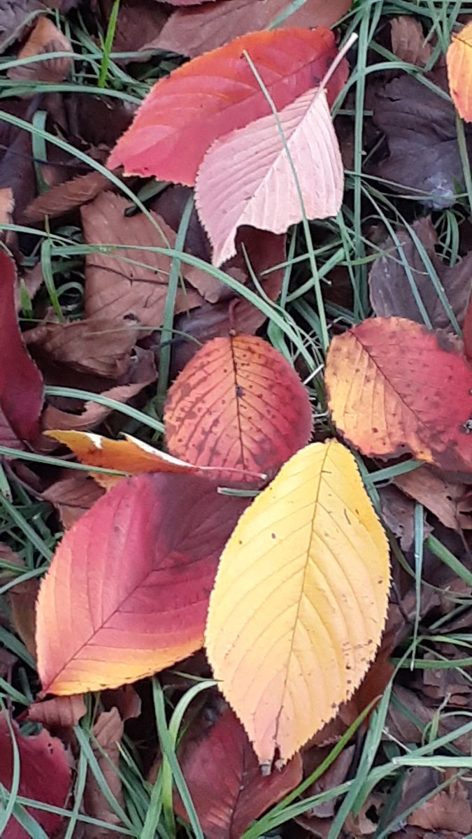 ふくおかルーバルガーデン5～晩秋🍁🍁🍁の庭たより…いちようの最高の落ち葉🍂に出会って～💕