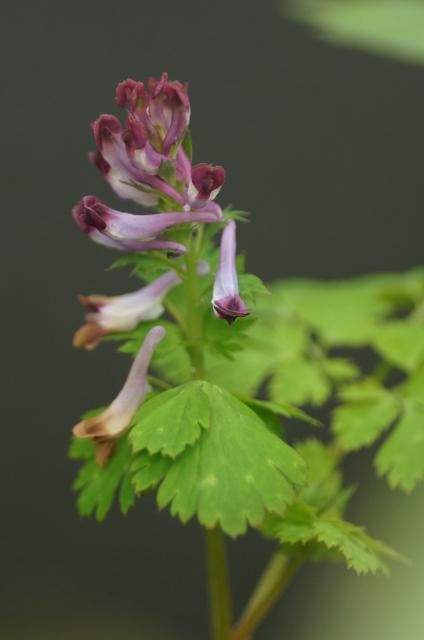 わが家の庭　（花）