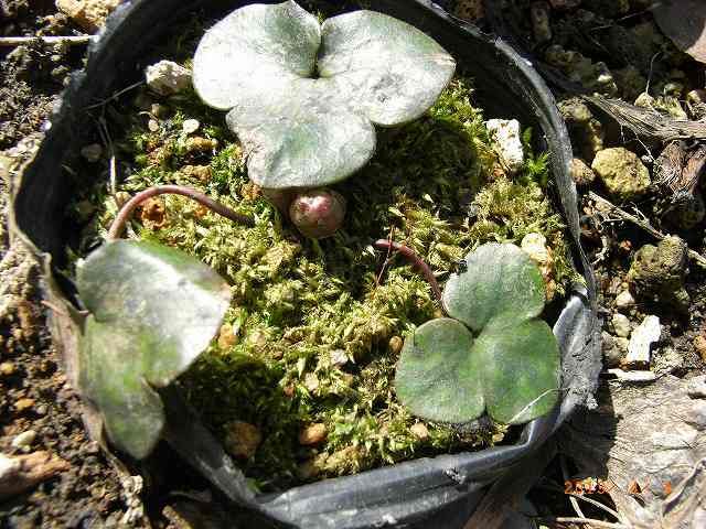 山野草の芽