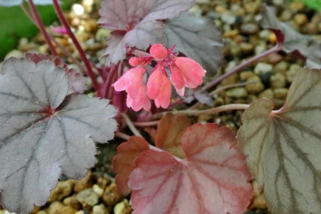 今日の花便り～①