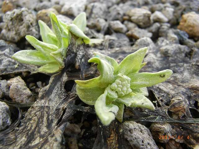 山野草の芽２