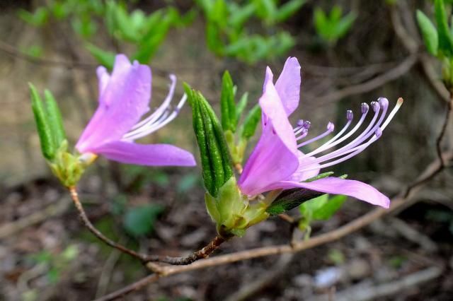 木々の花