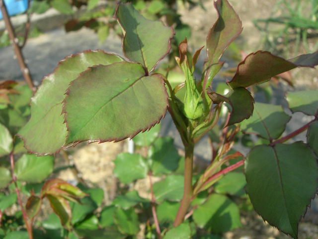 薔薇に蕾付く。