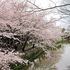 桜すっかり散りましたね。でも八重桜がちらほらと・・・