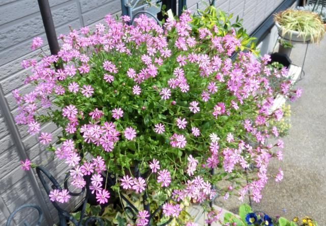 鉢植えのお花たち