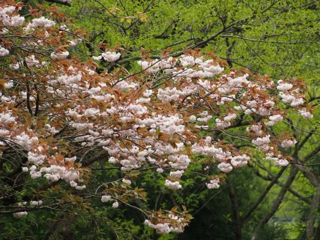 ベゴニア植付け