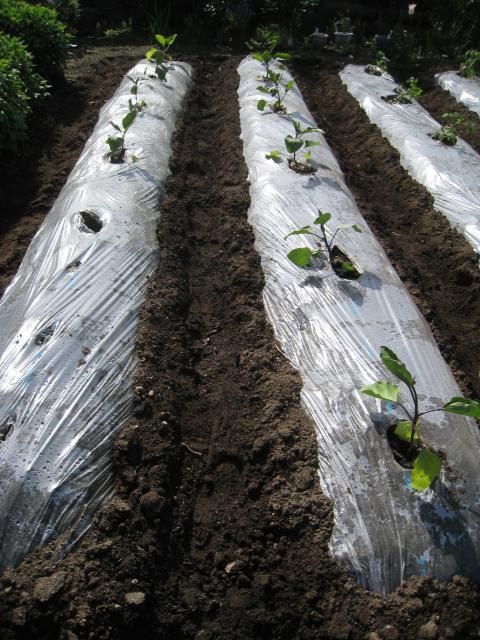 野菜の時間　夏野菜栽培初め