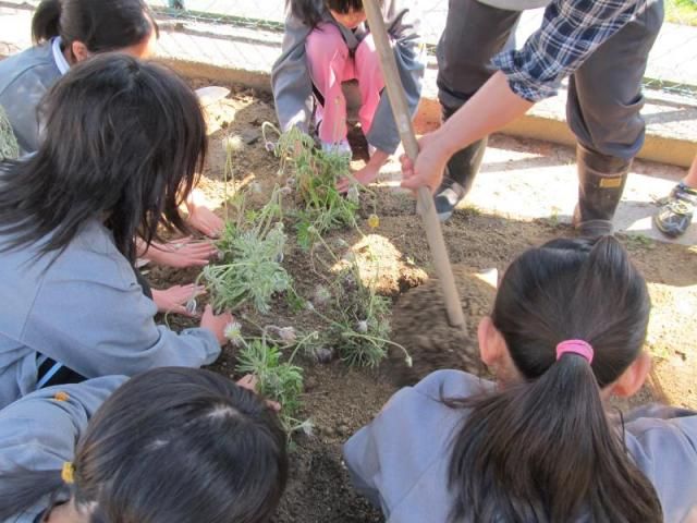 オキナグサをもって小学校へ