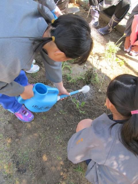 オキナグサをもって小学校へ